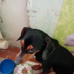 Подробнее об объявлении «Оренбург Найдена собака кобель окрас чёрный с коричневым хвостик купиро» Фото: найдена собака  «Оренбург Найдена собака кобель окрас чёрный с...» в г. Оренбург