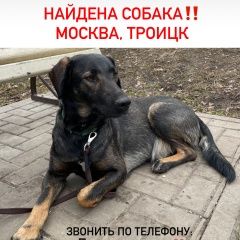 Подробнее об объявлении «Найдена собака кобель Троицк» Фото: найдена собака  «Найдена собака кобель Троицк» в г. Троицк