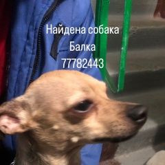 Подробнее об объявлении «Найдена собака кобель балка Тирасполь» Фото: найдена собака Русский той-терьер «Найдена собака кобель балка Тирасполь» в г. Тирасполь