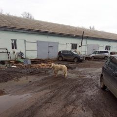 Подробнее об объявлении «Найдена собака замечена русская борзая Канаш» Фото: найдена собака Русская псовая борзая «Найдена собака замечена русская борзая Канаш» в г. Канаш