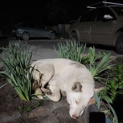 Подробнее об объявлении «Найдена собака белая, девочка, бежала с центра Шахты» Фото: найдена собака  «Найдена собака белая, девочка, бежала с центра...» в г. Шахты