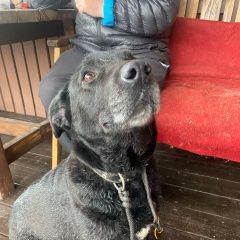 Подробнее об объявлении «Гатчина Найдена собака в районе химози бегает собака» Фото: найдена собака  «Гатчина Найдена собака в районе химози бегает...» в г. Гатчина