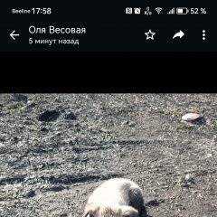 Подробнее об объявлении «Найдена собака щенок в районе завода жби Мыски» Фото: найдена собака  «Найдена собака щенок в районе завода жби Мыски» в г. Мыски