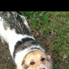 Подробнее об объявлении «Найдена собака Касимов» Фото: найдена собака  «Найдена собака Касимов» в г. Касимов