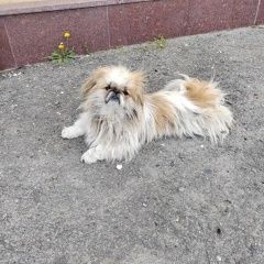 Подробнее об объявлении «Найдена собака кобель пекинес Новороссийск» Фото: найдена собака Пекинес «Найдена собака кобель пекинес Новороссийск» в г. Новороссийск