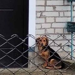 Подробнее об объявлении «Добруш Найдена собака приблудилась» Фото: найдена собака  «Добруш Найдена собака приблудилась» в г. Добруш