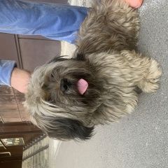 Подробнее об объявлении «Воронеж Найдена собака кобель» Фото: найдена собака  «Воронеж Найдена собака кобель» в г. Воронеж