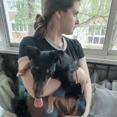 Подробнее об объявлении «Воронеж Найдена собака» Фото: найдена собака  «Воронеж Найдена собака» в г. Воронеж