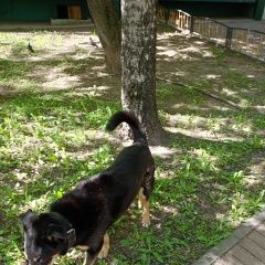 Подробнее об объявлении «Найдена собака кобель Химки» Фото: найдена собака  «Найдена собака кобель Химки» в г. Химки