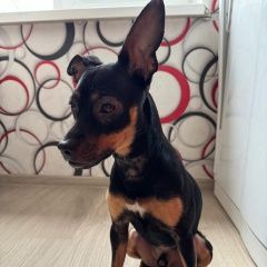 Подробнее об объявлении «Найдена собака кобель Ангарск» Фото: найдена собака  «Найдена собака кобель Ангарск» в г. Ангарск