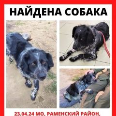 Подробнее об объявлении «Найдена собака кобель ищем хозяев Раменское» Фото: найдена собака Русский охотничий спаниель «Найдена собака кобель ищем хозяев Раменское» в г. Раменское