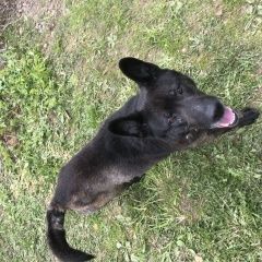 Подробнее об объявлении «Рыбинск Найдена собака кобель» Фото: найдена собака  «Рыбинск Найдена собака кобель» в г. Рыбинск