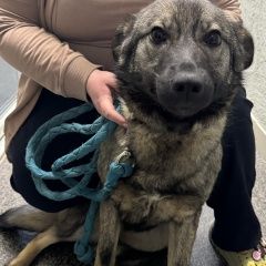 Подробнее об объявлении «Найдена собака добродушная и очень ласковая собака (дев Кемерово» Фото: найдена собака  «Найдена собака добродушная и очень ласковая...» в г. Кемерово