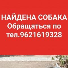 Подробнее об объявлении «Кохма Найдена собака.» Фото: найдена собака  «Кохма Найдена собака.» в г. Кохма
