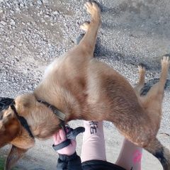 Подробнее об объявлении «Найдена собака кобель потряшка Нижний Тагил» Фото: найдена собака >  Бельгийская овчарка (грюнендаль,  малинуа, тервюрен) «Найдена собака кобель потряшка Нижний Тагил» в г. Нижний Тагил