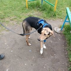 Подробнее об объявлении «Найдена собака ищем хозяев Челябинск» Фото: найдена собака  «Найдена собака ищем хозяев Челябинск» в г. Челябинск