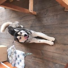 Подробнее об объявлении «Найдена собака кобель Софрино» Фото: найдена собака Сибирская хаски «Найдена собака кобель Софрино» в г. Софрино