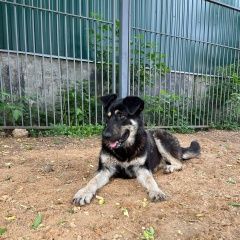 Подробнее об объявлении «Найдена собака кобель дворняга, крупный кобель Химки» Фото: найдена собака  «Найдена собака кобель дворняга, крупный кобель...» в г. Химки