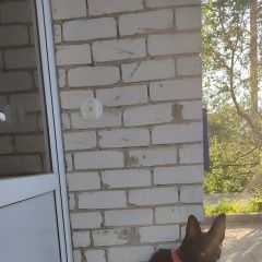 Подробнее об объявлении «Найдена собака кобель овчарка Йошкар-Ола» Фото: найдена собака Немецкая овчарка «Найдена собака кобель овчарка Йошкар-Ола» в г. Йошкар-Ола