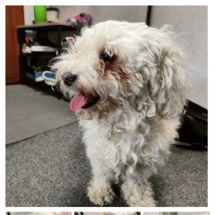 Подробнее об объявлении «Воронеж Найдена собака кобель, 2-4года.» Фото: найдена собака  «Воронеж Найдена собака кобель, 2-4года.» в г. Воронеж