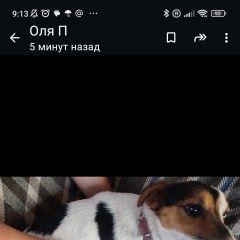 Подробнее об объявлении «Найдена собака Севастополь» Фото: найдена собака  «Найдена собака Севастополь» в г. Севастополь