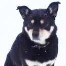 Подробнее об объявлении «Найдена собака кобель в с.карлинское Ульяновск» Фото: найдена собака  «Найдена собака кобель в с.карлинское Ульяновск» в г. Ульяновск