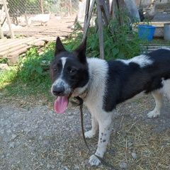 Подробнее об объявлении «Муром Найдена собака кобель» Фото: найдена собака Русско-европейская лайка «Муром Найдена собака кобель» в г. Муром