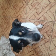 Подробнее об объявлении «Найдена собака метис чихуа-хуа девочка Кемерово» Фото: найдена собака Чихуахуа «Найдена собака метис чихуа-хуа девочка Кемерово» в г. Кемерово