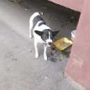 Подробнее об объявлении «Энгельс Найдена собака кобель район покровского рынка» Фото: найдена собака  «Энгельс Найдена собака кобель район покровского...» в г. Энгельс