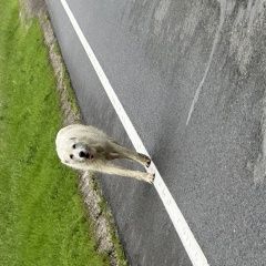 Подробнее об объявлении «Тула Найдена собака белый алабай замечен на трассе» Фото: найдена собака Среднеазиатская овчарка «Тула Найдена собака белый алабай замечен на трассе» в г. Тула