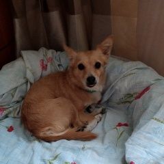 Подробнее об объявлении «Тосно Найдена собака в» Фото: найдена собака  «Тосно Найдена собака в» в г. Тосно