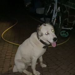 Подробнее об объявлении «Боровск Найдена собака» Фото: найдена собака  «Боровск Найдена собака» в г. Боровск