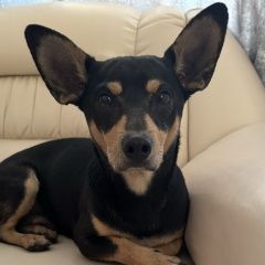 Подробнее об объявлении «Найдена собака Омск» Фото: найдена собака  «Найдена собака Омск» в г. Омск