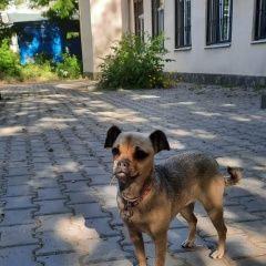 Подробнее об объявлении «Ростов-на-Дону Найдена собака ищем дом.» Фото: найдена собака  «Ростов-на-Дону Найдена собака ищем дом.» в г. Ростов-на-Дону