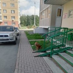 Подробнее об объявлении «Найдена собака Кемерово» Фото: найдена собака  «Найдена собака Кемерово» в г. Кемерово