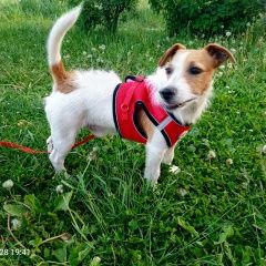 Подробнее об объявлении «Найдена собака кобель породы джек рассел Сухиничи» Фото: найдена собака Джек рассел терьер «Найдена собака кобель породы джек рассел Сухиничи» в г. Сухиничи