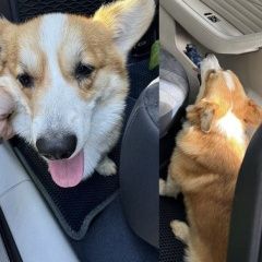 Подробнее об объявлении «Найдена собака кобель корги Москва» Фото: найдена собака Вельш корги «Найдена собака кобель корги Москва» в г. Москва