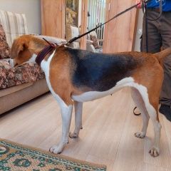 Подробнее об объявлении «Гатчина Найдена собака русская гончая девочка» Фото: найдена собака Русская псовая борзая «Гатчина Найдена собака русская гончая девочка» в г. Гатчина