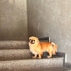 Подробнее об объявлении «Батуми Найдена собака сегодня» Фото: найдена собака  «Батуми Найдена собака сегодня» в г. Батуми