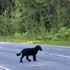 Подробнее об объявлении «Найдена собака спаниель черный Будогощь» Фото: найдена собака Русский охотничий спаниель «Найдена собака спаниель черный Будогощь» в г. Будогощь