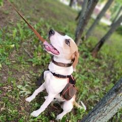 Подробнее об объявлении «Найдена собака Москва» Фото: найдена собака  «Найдена собака Москва» в г. Москва