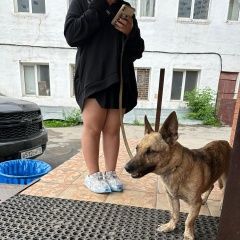 Подробнее об объявлении «Найдена собака Долгопрудный» Фото: найдена собака  «Найдена собака Долгопрудный» в г. Долгопрудный