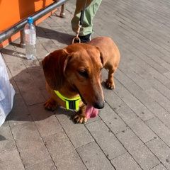 Подробнее об объявлении «Найдена собака кобель 24 июня кобель таксы котельники Москва» Фото: найдена собака Такса «Найдена собака кобель 24 июня кобель таксы...» в г. Москва