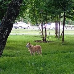 Подробнее об объявлении «Найдена собака ищет хозяина Москва» Фото: найдена собака  «Найдена собака ищет хозяина Москва» в г. Москва