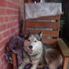 Подробнее об объявлении «Новосибирск Найдена собака кобель прибилась хаски село боровое, новосибирс» Фото: найдена собака  «Новосибирск Найдена собака кобель прибилась...» в г. Новосибирск