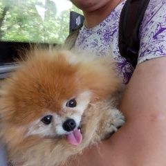 Подробнее об объявлении «Найдена собака Москва» Фото: найдена собака  «Найдена собака Москва» в г. Москва