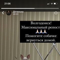Подробнее об объявлении «Волгодонск Найдена собака девочка предположительно той» Фото: найдена собака  «Волгодонск Найдена собака девочка...» в г. Волгодонск