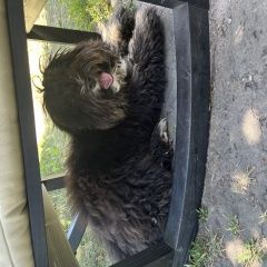 Подробнее об объявлении «Найдена собака Цивильск» Фото: найдена собака  «Найдена собака Цивильск» в г. Цивильск