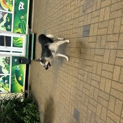 Подробнее об объявлении «Найдена собака находится около 2 х лет без хозяи Раменское» Фото: найдена собака Немецкая овчарка «Найдена собака находится около 2 х лет без...» в г. Раменское