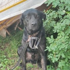 Подробнее об объявлении «Найдена собака Москва» Фото: найдена собака  «Найдена собака Москва» в г. Москва